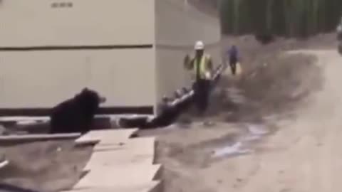 Man in very convincing bear costume (or is it a bear) scares co-workers