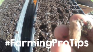 Dragon Tongue Bush Beans - Planting Seedling Starters [ Part 4 ]