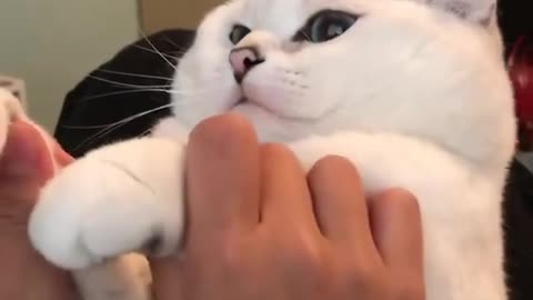 Cat gets excited when being massage