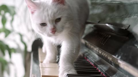 Cat playing the piano. Cutest video ever