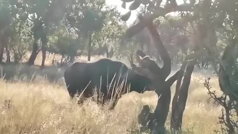 Huge Cape buffalo bull battling a tree 🐃 😱