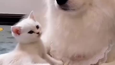 Funny and Cute Cat vs Dogs Videos Compilation 2021