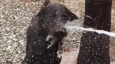 Chocolate Lab vs Water