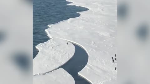 Penguin trying to find partner.