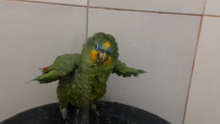 Adorable Bird Takes a Shower
