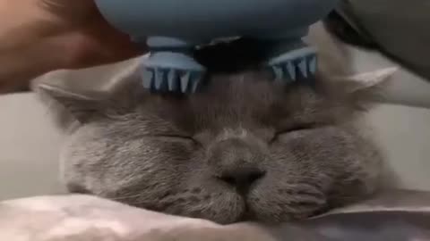 cat getting massage