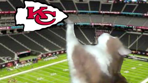 Superbowl LVIII Pick by a freakin cat! WTF!?!?!?! #superbowl58 #cat #superbowlpredictions