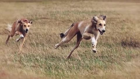 these dog can run faster than usain bolt