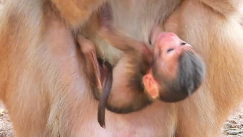 Baby Monkey Rainbow is two days old