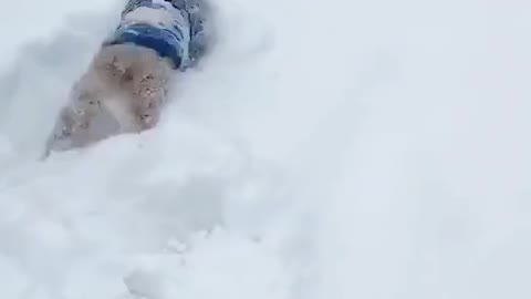Adorable doggy meets snow for the first time