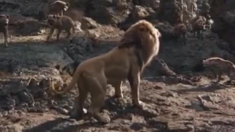 Roar of the lion