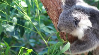 How Baby Koala Reacts To Favorite Food Tree