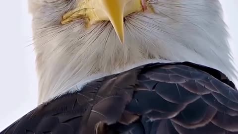 Eagle see you their sharpen eyes 👀