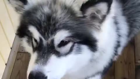 Husky dog on wooden deck howls for scratches