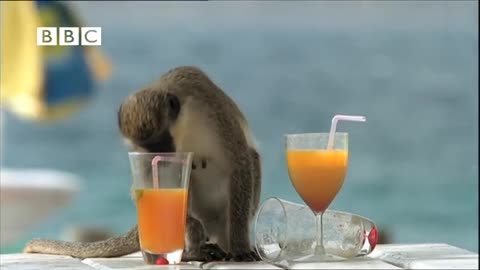 Funny Drunk Monkeys Fail - Hilarious Baby Monkey Gets Drunk