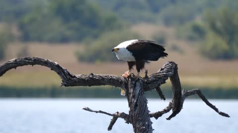 Eagle eats a fish on a tree branch