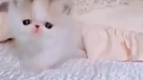 Cutest Cat New Funny Animals cat cutecat dog