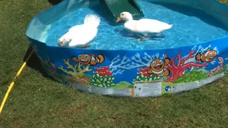 Ducks go for a swim