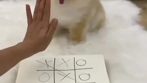 Cute Puppy Playing Tic-Tac-Toe With Owner🤗🤭