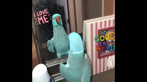 Parrot Said "I LOVE YOU" Another Parrot Said "I CANT DO"