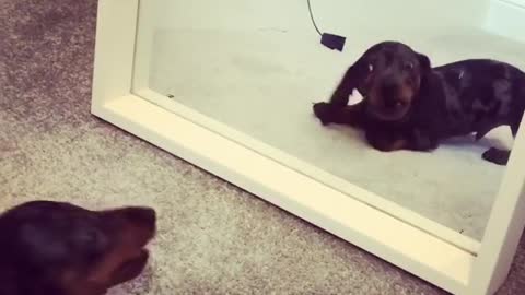 Dog Challenges His Reflection In A Mirror