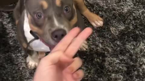 Smart dog listens and give a shake hand