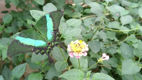 Butterfly beutiful nature