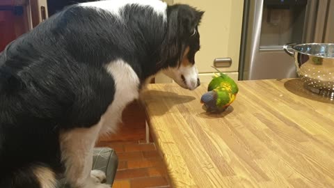 Parrot gets mad the moment dog stops kissing him