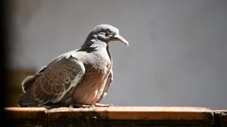 Female Pigeons Sitting On Roaf