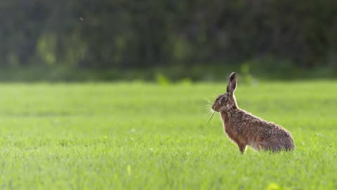 Hare Grazing in Grass Field Alone