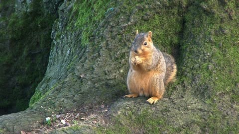 Squirrel Snacking In Forest