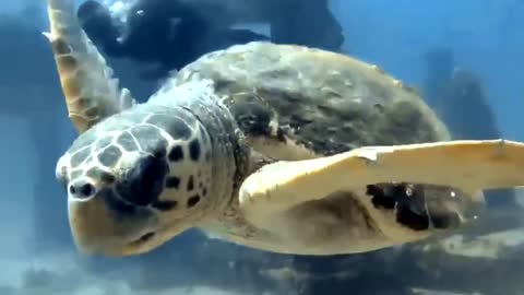 Scubadiving with loggerhead turtle at only active underwater graveyard
