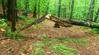 Pulling a broken tree with ATV