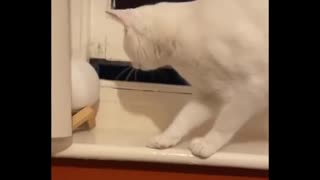 Funniest Cats 😹 - Don't try to hold back Laughter 😂 - Funny Cats Life (23)