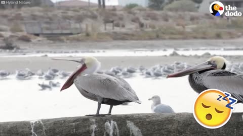 Pelicans Have The Craziest Way Of Yawning