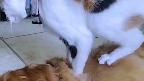 Kind Cat Gives Dog A Massage