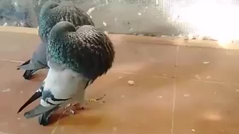 Fantastic Beautiful pigeon 👌
