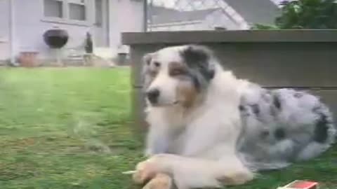 Funny Dog smoking in the lawn