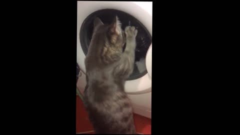 Сat plays with a washing machine.