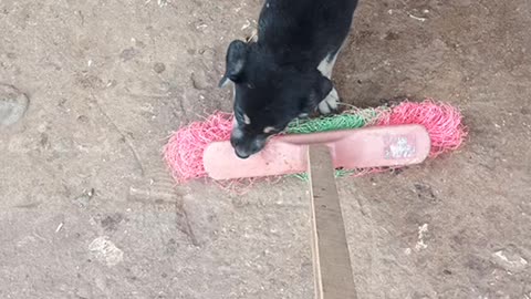 Determined pup does everything possible to get the broom