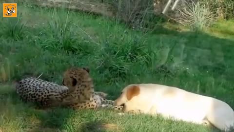 Try not to Laugh | Unbelievable unlikely animal friendships