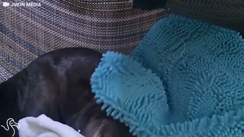 Otter REALLY Doesn't Want To Face The Day