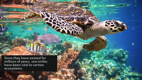 5 Interesting Facts About Turtles