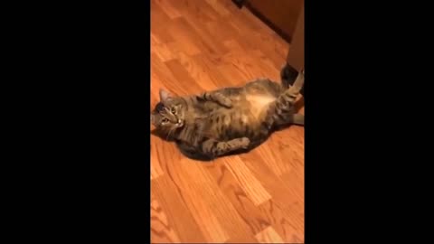 This cat perfectly doing exercise to burnout fats is so funny