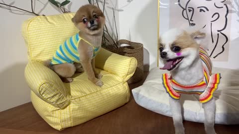 Korean puppies taking pictures