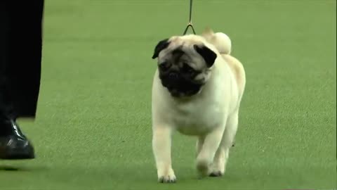 Group judging for the Toy Group at the 2019 Westminster Kennel Club Dog Show | FOX SPORTS