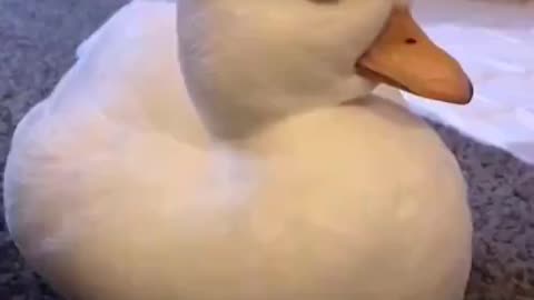 duck waking up