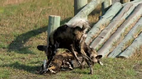 African wild dogs or Painted Dogs @MEET YOUR GUIDE TOPS Tops_Cut.mp4