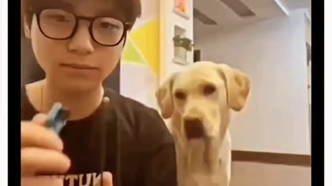 A Shocked Funny Dog