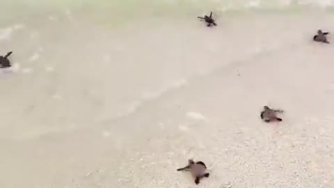 Baby sea turtles racing to the ocean